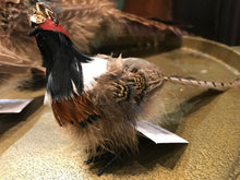Load image into Gallery viewer, Standing Pheasant