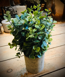 Artificial Eucalyptus in a Grey Pot